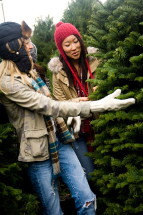 You choose from hundreds of fresh fraser fir and douglas fir at Dan and Bryan's Christmas Tree lots in Washington D.C. and Chevy Chase, Maryland.  Also available fresh cut on the farm in Shepherdstown, WV