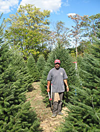 Dan and Bryan Christmas trees hand-shears each tree for perfect shape, density and healthy growth.