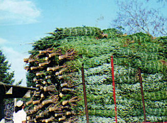 Freshly cut Christmas Trees are carefully bundled and delivered quickly to the Dan and Bryan Christmas Tree Lots in Chevy Chase, Maryland and Washington D.C. 