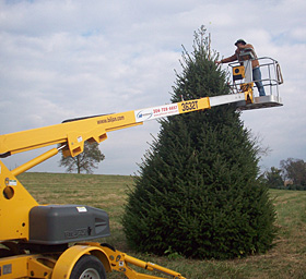 Beautiful, locally grown, fresh Christmas Trees from Dan and Bryans, sold in Maryland, West Virginia, and Washington D.C.