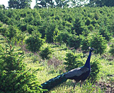 Locally grown Christmas trees require a minimum of six years to grow, requiring shaping and care throughout the growing period. 